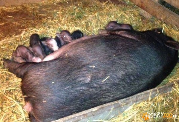 purcei vietnamezi crescuti ecologic