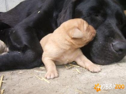 LABRADOR Retriever pui de vnazare