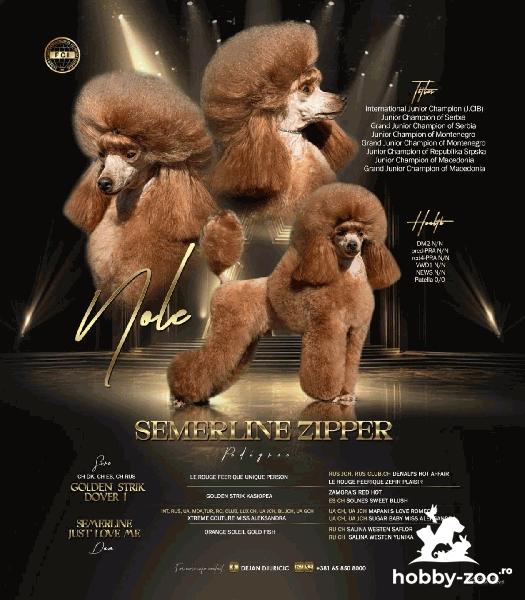 Caniche Toy – pui de vânzare