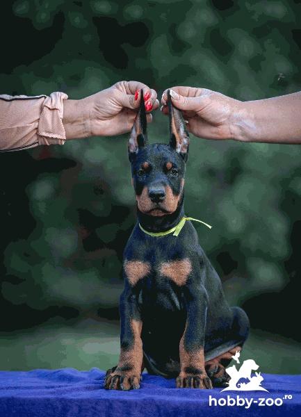 Doberman puppies                                   