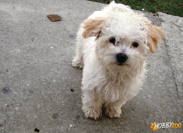 Bichon, femela - 3 luni