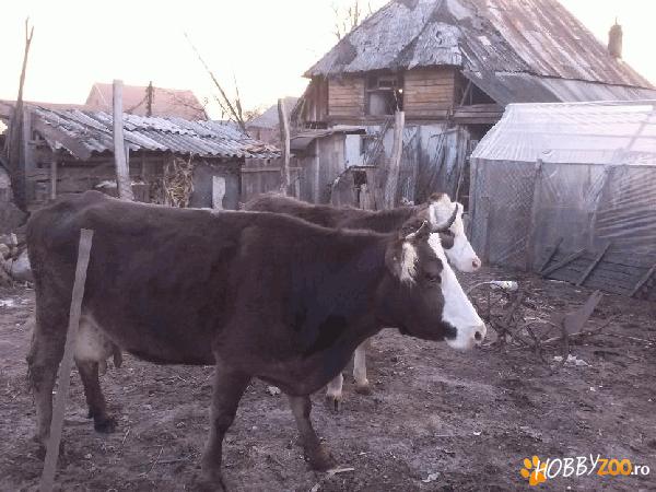 Vaci de lapte baltata 
