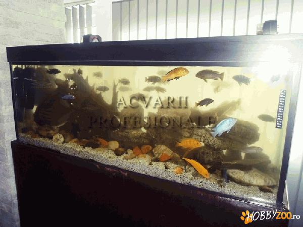 Oferte Acvarii de decor restaurante