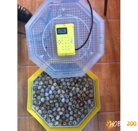 vand clocitoare noua 