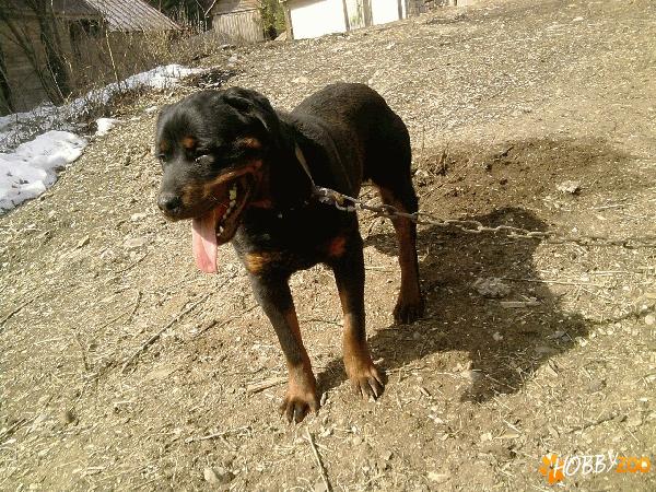vand rottweilr varsta 1 an