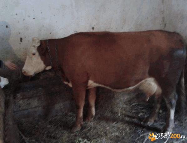 Vaca rasa baltata germana