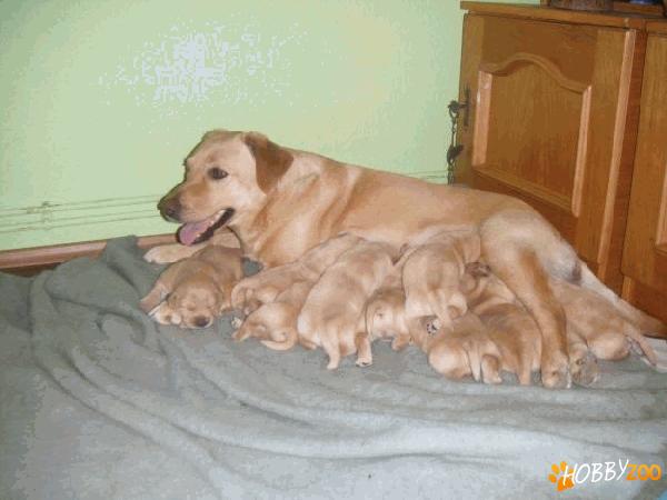 labrador auriu de vanzare