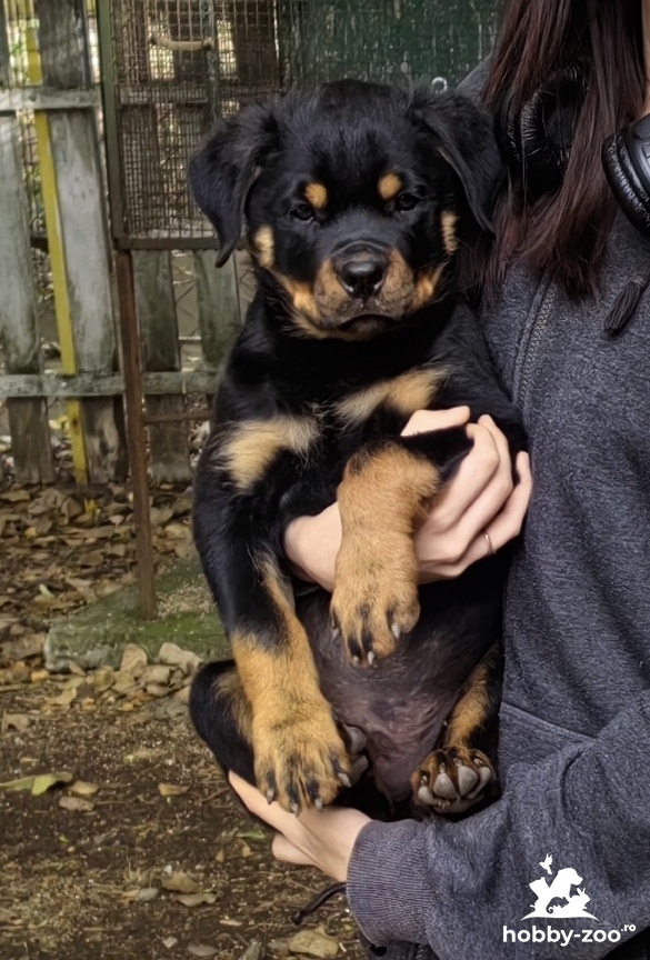 Rottweiler pui superbi