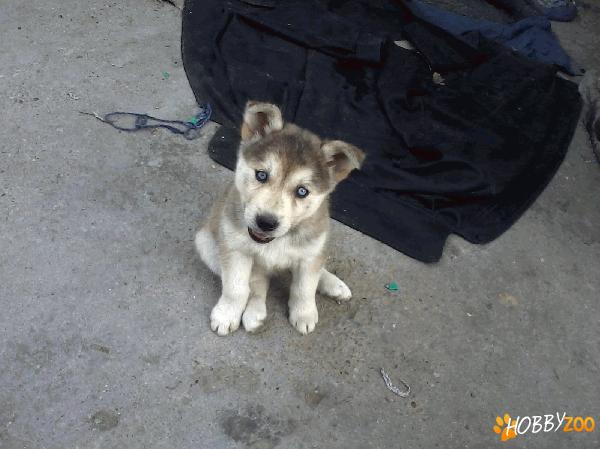vand husky foarte frumos