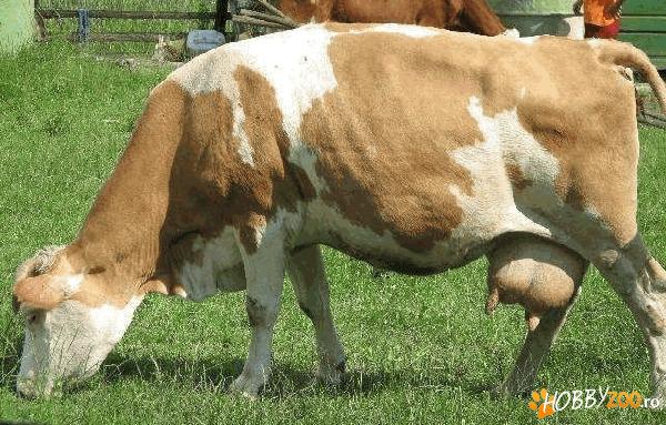 vaca cu vitica de o luna