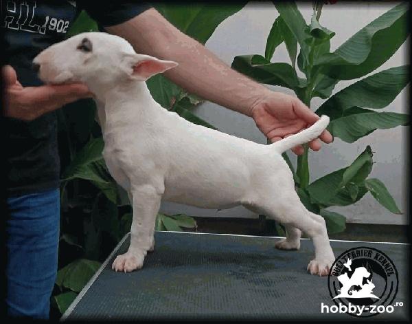 Bull Terrier cățeluși