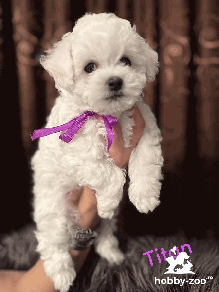 Bichon Frise cățeluși