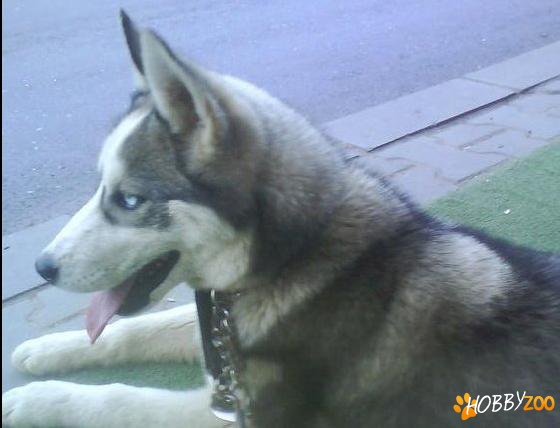 vand caine husky in varsta de 1 an cu pe