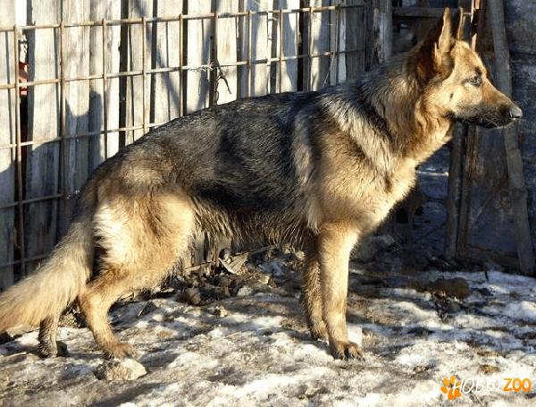 femela 2 ani superba ciobanesc german