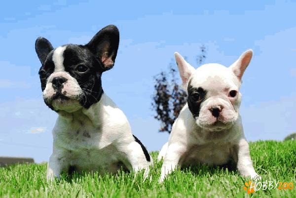 De vanzare BULLDOG FRANCEZ