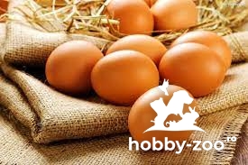 Oua de găină 0,70 bani