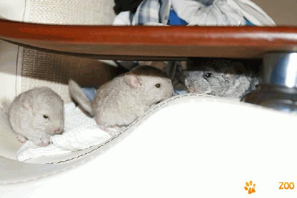 Vand chinchilla in Constanta