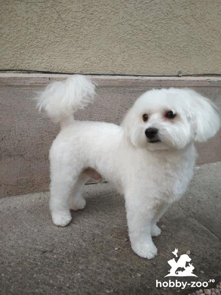 bichon bologneze caut prietena