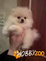 Pomeranian de vanzare
