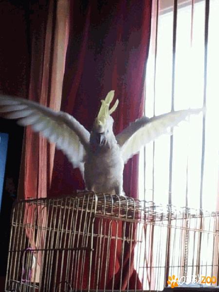 cacadu cucreasta galbena