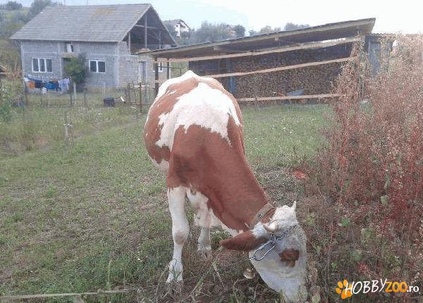 baltata romaneasca cu vitea