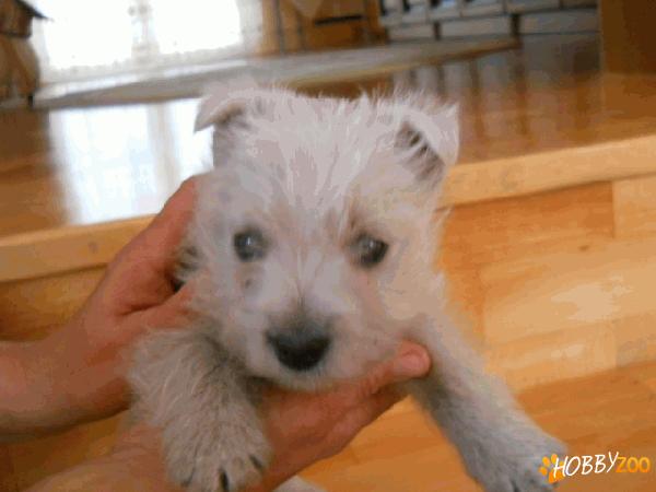 catelusi westie  de vanzare