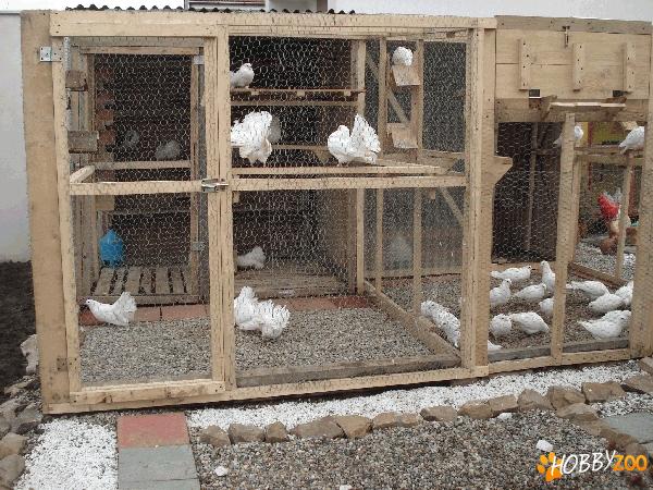 inchiriez porumbei voiajori albi