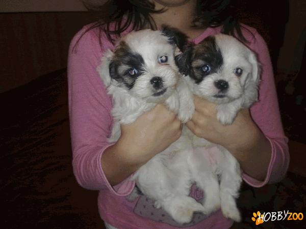  vand bichon havanez