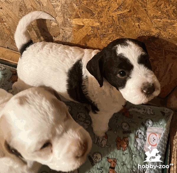 Lagotto Romagnolo căței