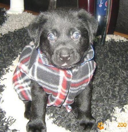 catel Labrador Retriever negru
