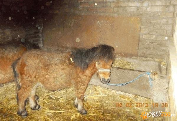 Vand poney, mama si fiu