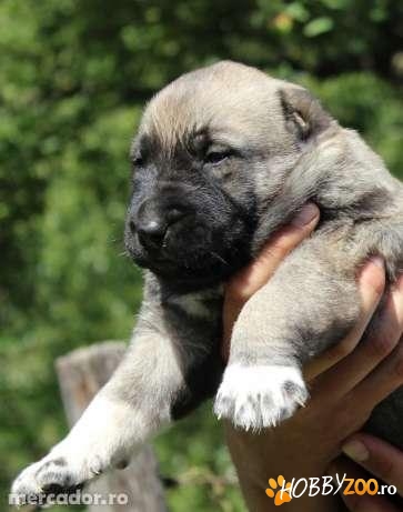 prenotare pentru pui Kangal