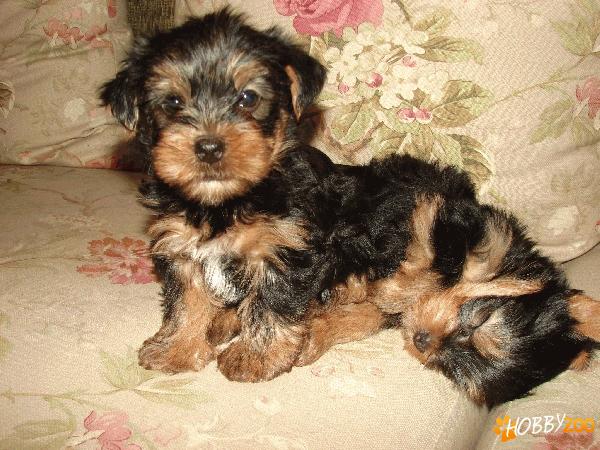 Vand pui Yorkshire Terrier