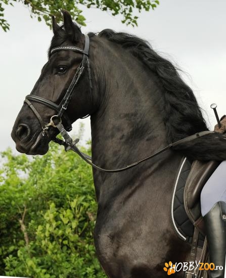 o mare pură de 4 ani veche friziană