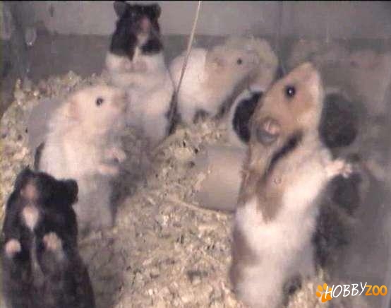 Hamsteri Sirieni multicolori