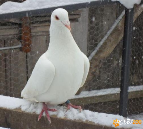 porumbei voiajori albi