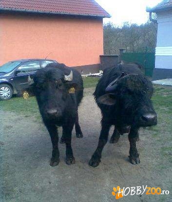 Bivolita cu lapte     