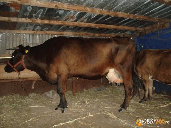vand vaca rasa metis holstein