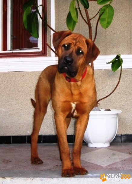 Tosa Nory Tessa Kennel