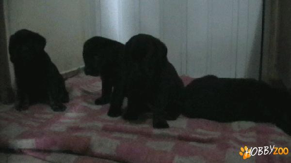 pui labrador negru