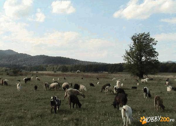 ferma de capre romanesti
