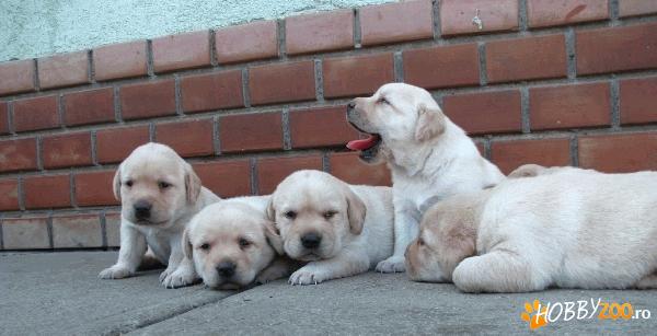 vand catei labradori si golden retr