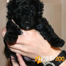 caniche imperial