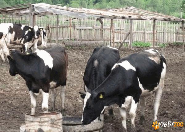 junici Holstein import Franta