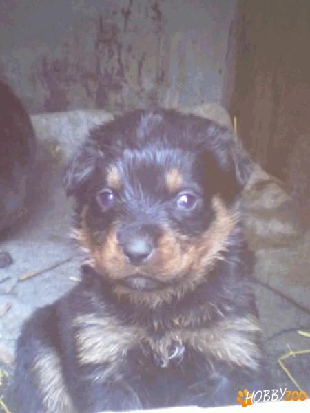  SUPER OFERTA  PUI DE ROTTWEILER