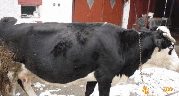 vand vaca holstein       