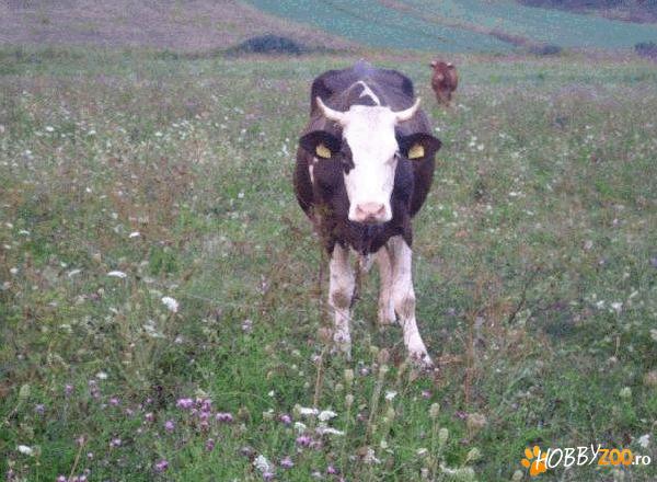 Metis Holstein cu vitea