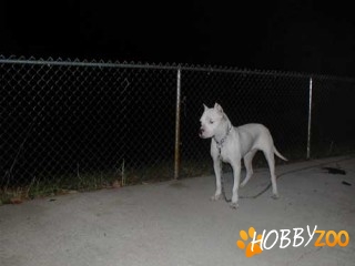 dog argentinian pedigree bucuresti