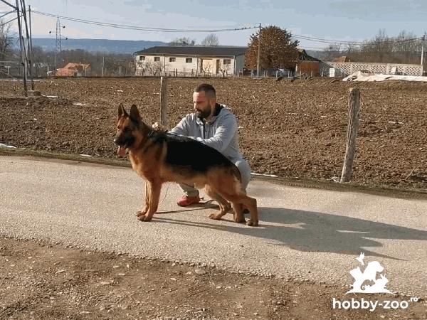 Ciobănesc german de vânzare
