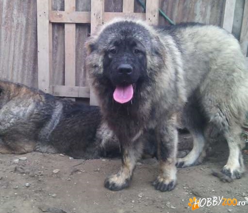 Caucazian monta cu pedigree 